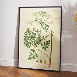 Giftig Skarntyde 1836 - Flora Danica