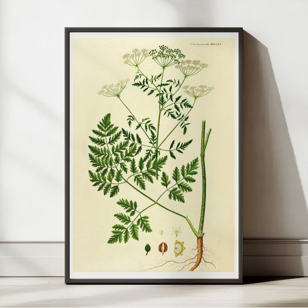 Giftig Skarntyde 1836 - Flora Danica