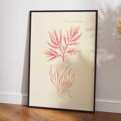 Tang 1836 - Flora Danica