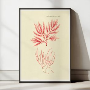 Tang 1836 - Flora Danica