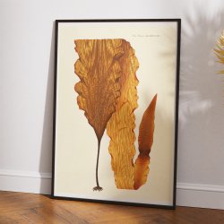 Alger 1836 - Flora Danica