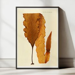 Alger 1836 - Flora Danica