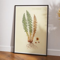 Duftende Mangelv 1836 - Flora Danica