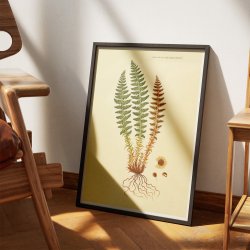 Duftende Mangelv 1836 - Flora Danica