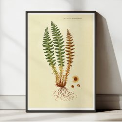 Duftende Mangelv 1836 - Flora Danica