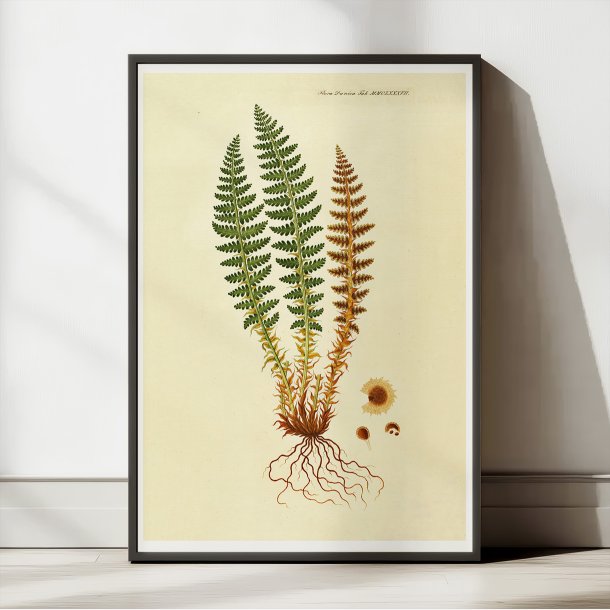 Duftende Mangelv 1836 - Flora Danica