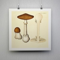 Agaricus phalloides Vaill. var. 1834 - Flora Danica