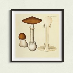 Agaricus phalloides Vaill. var. 1834 - Flora Danica