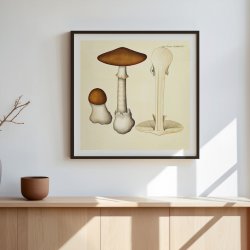 Agaricus phalloides Vaill. var. 1834 - Flora Danica