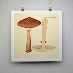 Agaricus magnificus Fr. 1834 - Flora Danica