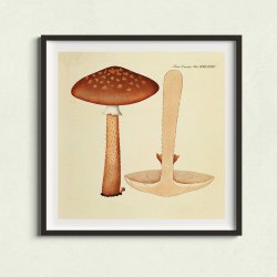 Agaricus magnificus Fr. 1834 - Flora Danica