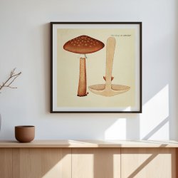 Agaricus magnificus Fr. 1834 - Flora Danica