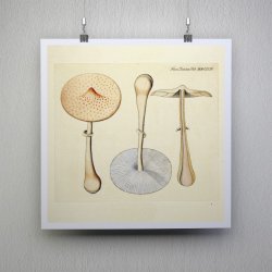 Agaricus mastoideus Fr. 1834 - Flora Danica