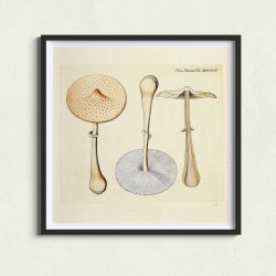 Agaricus mastoideus Fr. 1834 - Flora Danica