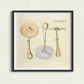 Agaricus mastoideus Fr. 1834 - Flora Danica