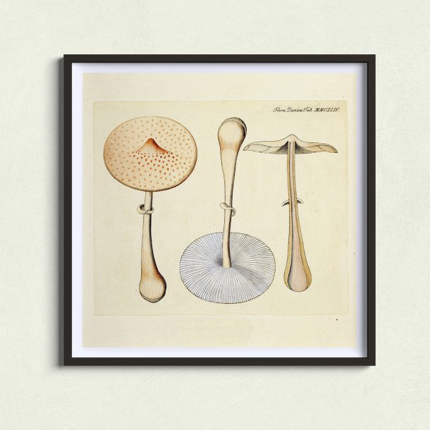 Agaricus mastoideus Fr. 1834 - Flora Danica