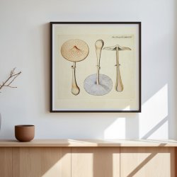 Agaricus mastoideus Fr. 1834 - Flora Danica