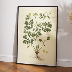 Svaleurt 1832 - Flora Danica