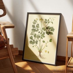 Svaleurt 1832 - Flora Danica