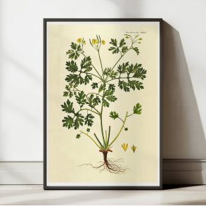 Svaleurt 1832 - Flora Danica