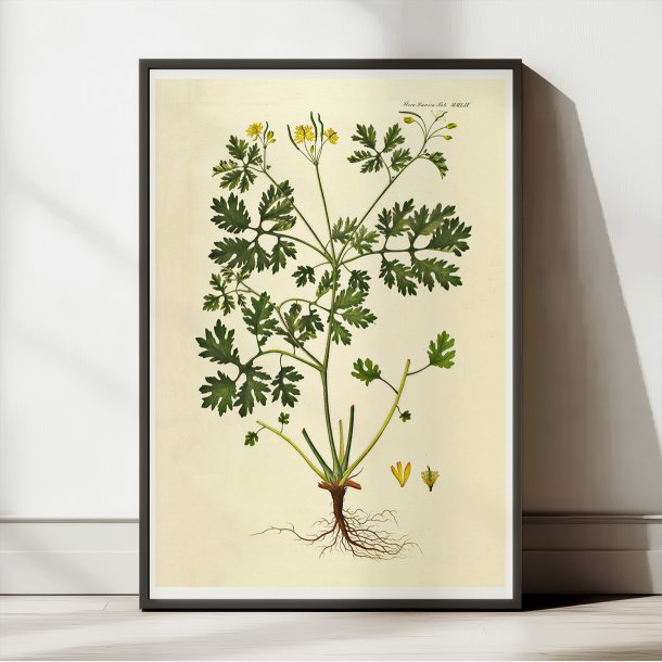 Svaleurt 1832 - Flora Danica