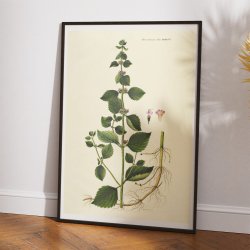 Langbladet Mynte 1832 - Flora Danica