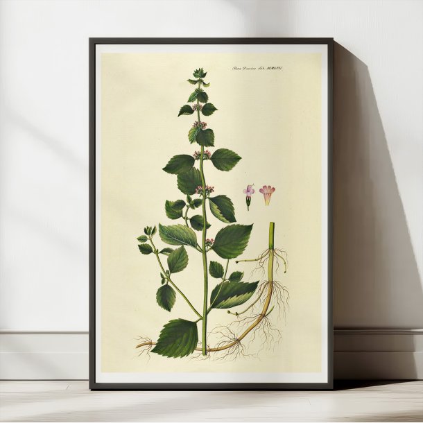 Langbladet Mynte 1832 - Flora Danica