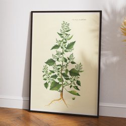 Salturt 1832 - Flora Danica