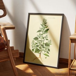 Salturt 1832 - Flora Danica