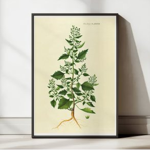 Salturt 1832 - Flora Danica