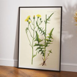 Torig Hgeskg 1830 - Flora Danica