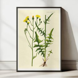 Torig Hgeskg 1830 - Flora Danica