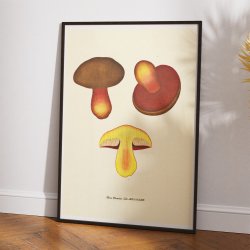 Netstokket indigorrhat 1829 - Flora Danica