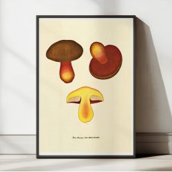 Netstokket indigorrhat 1829 - Flora Danica