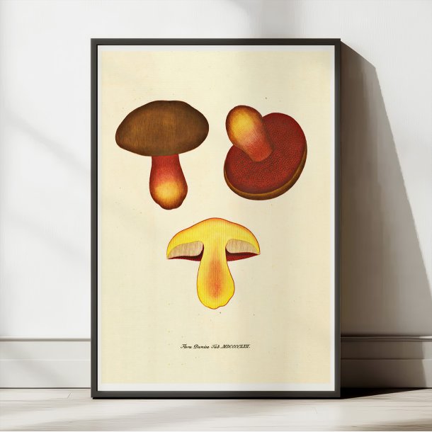 Netstokket indigorrhat 1829 - Flora Danica