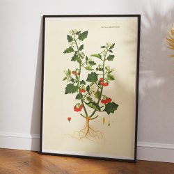 Sort Natskygge 1829 - Flora Danica