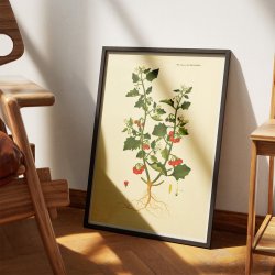 Sort Natskygge 1829 - Flora Danica