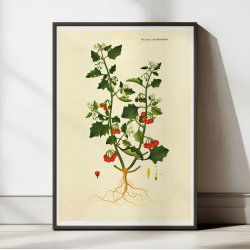 Sort Natskygge 1829 - Flora Danica