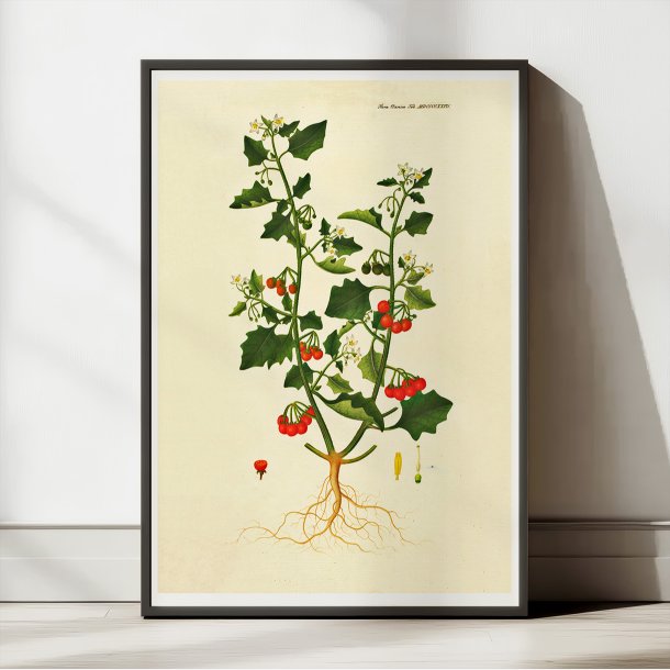 Sort Natskygge 1829 - Flora Danica