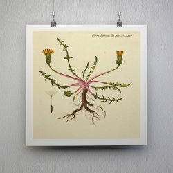 Mlkebtte 1829 - Flora Danica