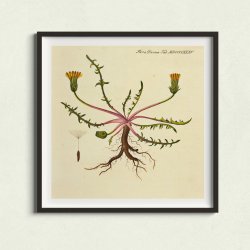 Mlkebtte 1829 - Flora Danica