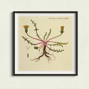 Mlkebtte 1829 - Flora Danica