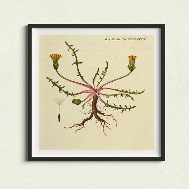 Mlkebtte 1829 - Flora Danica