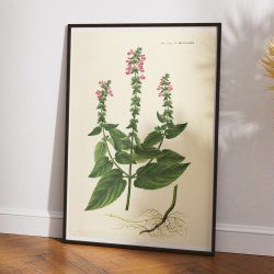 Hybrid-Galtetand 1827 - Flora Danica