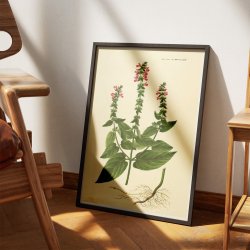 Hybrid-Galtetand 1827 - Flora Danica