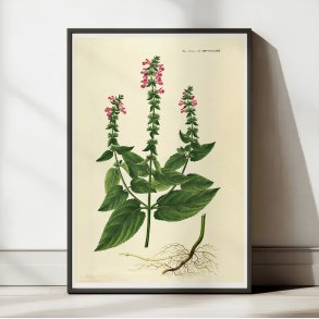 Hybrid-Galtetand 1827 - Flora Danica