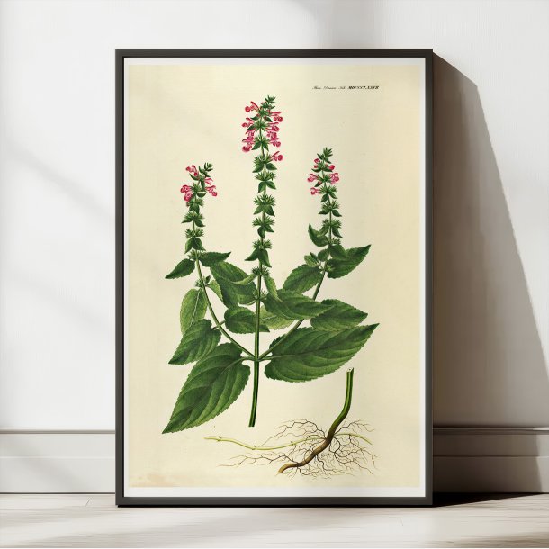 Hybrid-Galtetand 1827 - Flora Danica