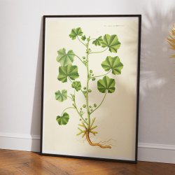 Liden Katost 1825 - Flora Danica