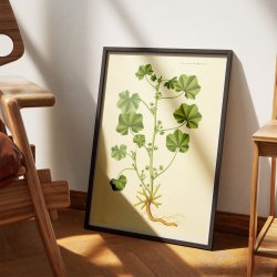 Liden Katost 1825 - Flora Danica