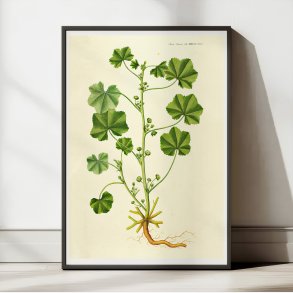 Liden Katost 1825 - Flora Danica